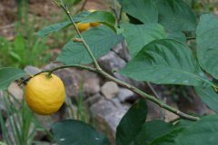 Citrus limon - Zitrone 2.jpg